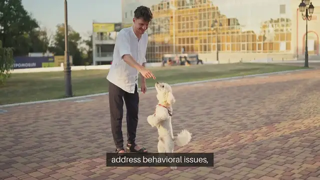Video thumbnail for Pet Training Schools