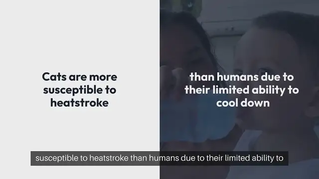 Video thumbnail for Cat Heatstroke Prevention Tips