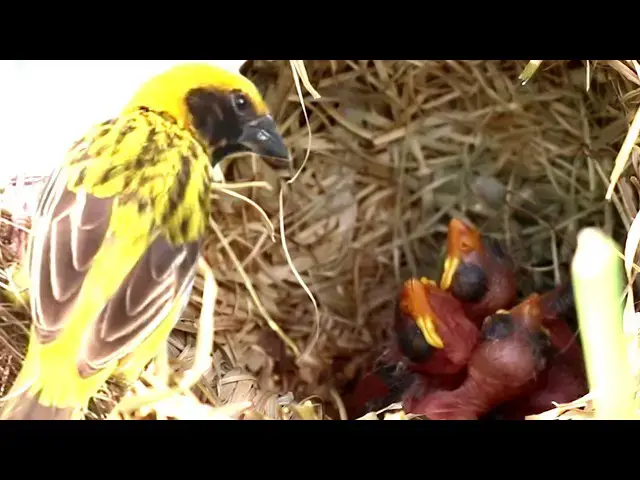 Video thumbnail for Yellow Warbler Builds Nest for Convenient Feeding  @ViralBirdNest
