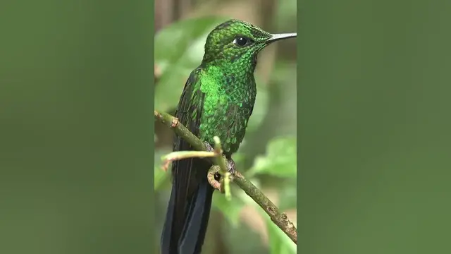 Video thumbnail for Hummingbirds cannot walk #shorts