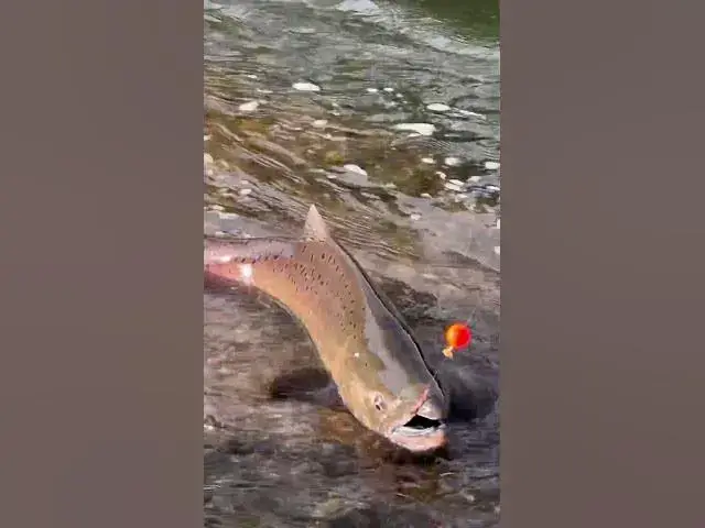 'Video thumbnail for Using soft beads under a float for chinook can be deadly! Especially in a crowded spot!'