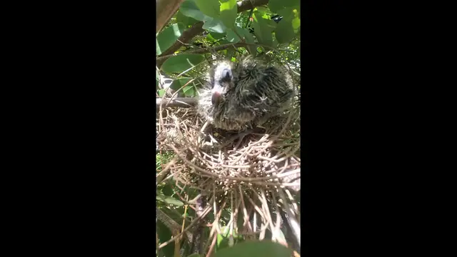 Video thumbnail for Wild dove on nest  #babybird #dove #dovebird #nestbird #shortbird #nestdove #birdeat #birdfeed