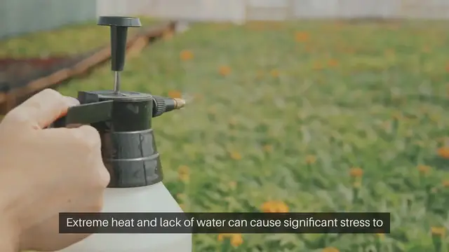 Video thumbnail for Protecting Plants During Heatwaves