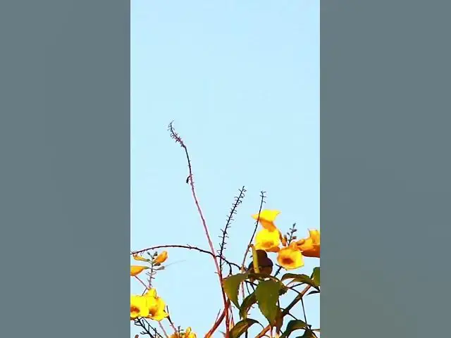 Video thumbnail for Small Green Bird on Flower 3   #birdparenting #birdwatching #birdslover #birdspotting #trending