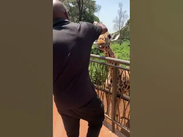 Video thumbnail for Giraffe Center
