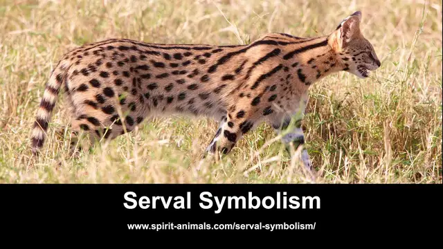 Video thumbnail for Serval Symbolism