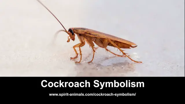 Video thumbnail for Cockroach Symbolism