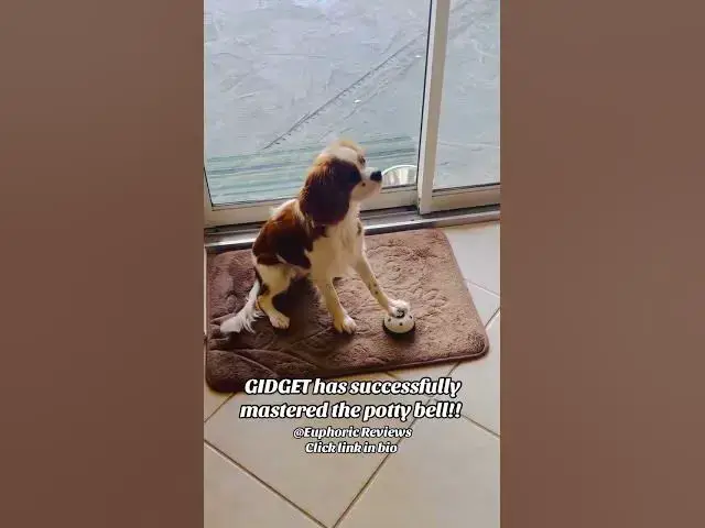 Video thumbnail for Smart Cavalier King Charles Spaniel Puppy Rings Potty Bell Non-Stop! 🛎️🐶
