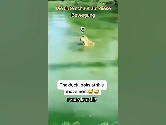 Video thumbnail for wow what a smart duck so funny.
