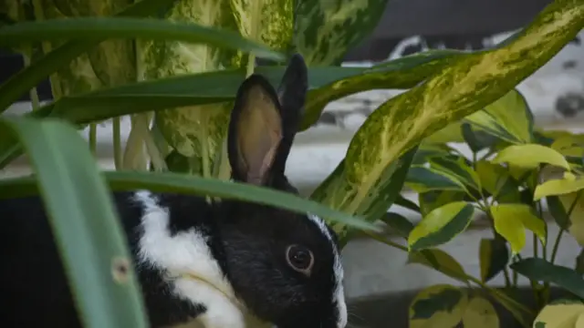 'Video thumbnail for Wild Rabbit Diets: What They Eat and Why You Shouldn't Feed Them'