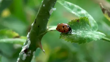 'Video thumbnail for How to Control Squash Bugs: Protect Your Garden'