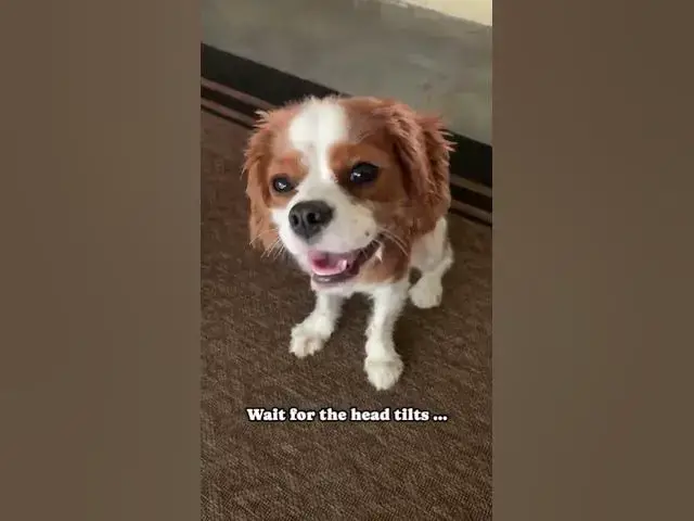 Video thumbnail for The Adorable Head Tilt You Didn’t Know You Needed 🥰 Cavalier King Charles Puppy #cute #puppy