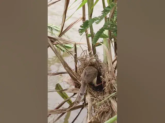 Video thumbnail for Female Catch Insect to feed baboes in nest EP#075 #birdslover #birdwatch #wildlife #nature #birds #A