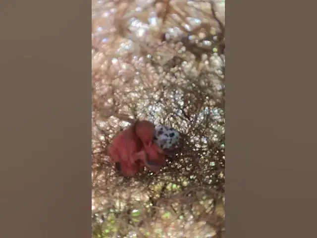 Video thumbnail for baby bird hatching out of egg #nature #birdslover #babybird #egg #birdsounds #cute #quail  #chicken