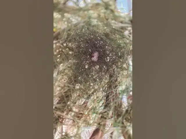 Video thumbnail for Grow Egg Bird  #birds #nature #shortvideo #viralvideo #birds #farming #wildlife #farmingbird