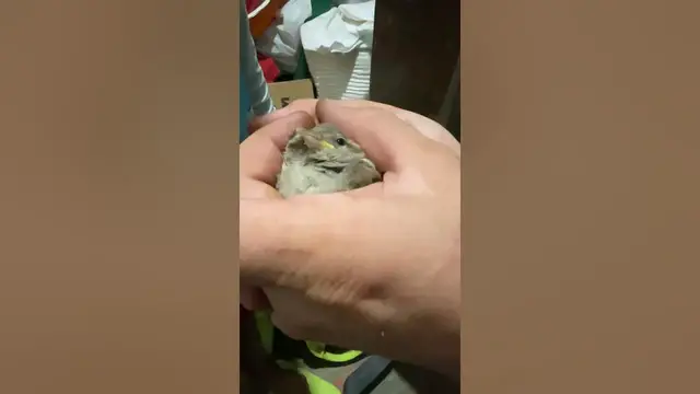 Video thumbnail for Cute sparrow😍😘🥰#shorts