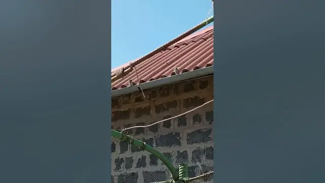 Video thumbnail for House sparrow😘😃😀#shorts