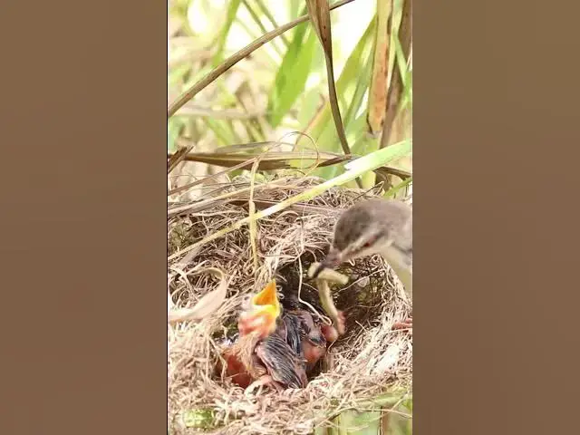Video thumbnail for Baby Birds Cries #bird #birds #birdnest #birdwatching #shortvideo