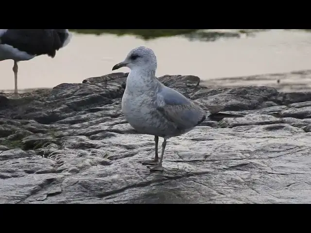 Video thumbnail for Gaviota cana (Larus canus)