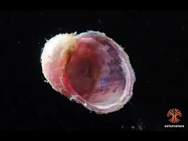 Video thumbnail for Velutina plicatilis