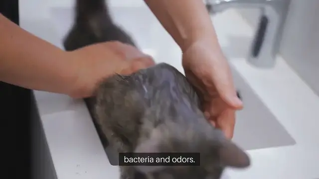 Video thumbnail for Ferret Cage Cleaning Tips