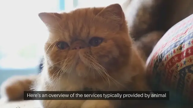 Video thumbnail for Animal Behaviorist Services