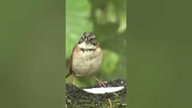 Video thumbnail for Sparrows In Dreams #shorts