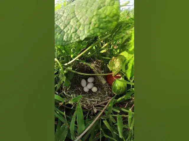 Video thumbnail for Egg Golden Bird in Nest  #babybird #egg #birdslover #birdsounds #cute #quail #chicken #animals