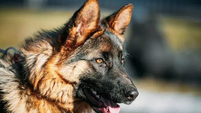 Video thumbnail for German Shepherd Dog Breed: Pros & Cons