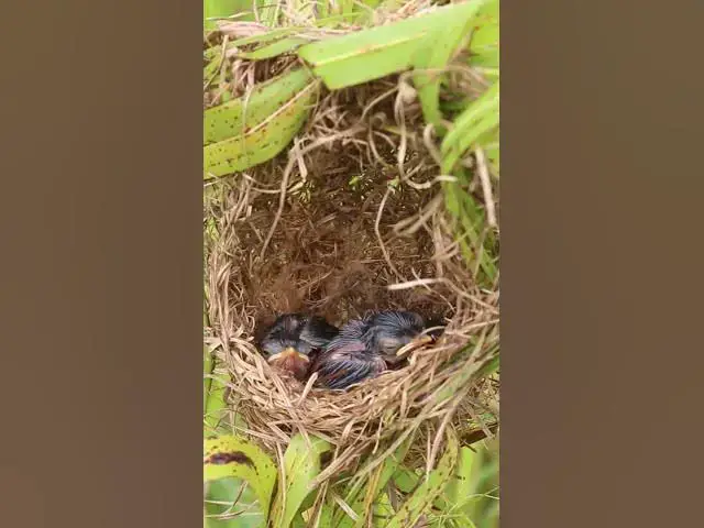 Video thumbnail for Wow Gawat   !! Anak burung ini dalam bahaya EP#261 😱#shorts #burung #babybird #sarangburung #birdne