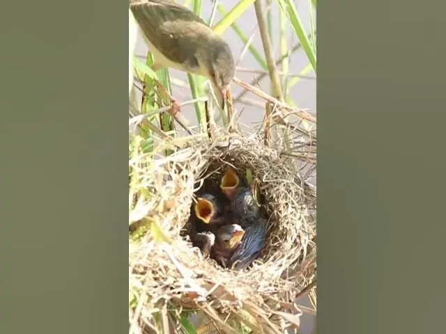 Video thumbnail for Wow Gawat   !! Anak burung ini dalam bahaya EP#260 😱#shorts #burung #babybird #sarangburung #birdne