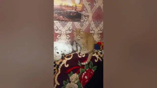 Video thumbnail for Ginger tabby cats are friendly #shorts