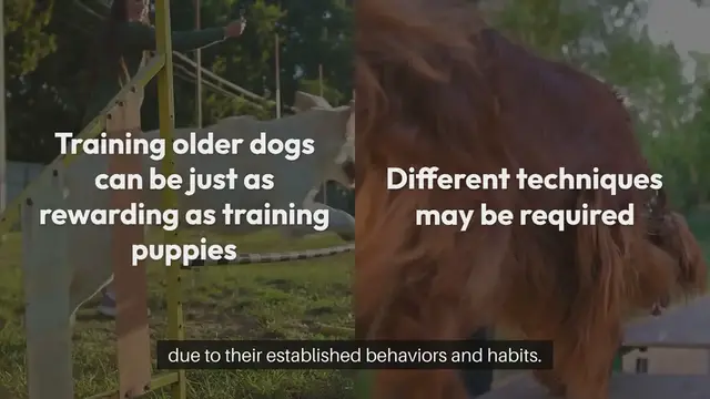 Video thumbnail for Training Older Dogs