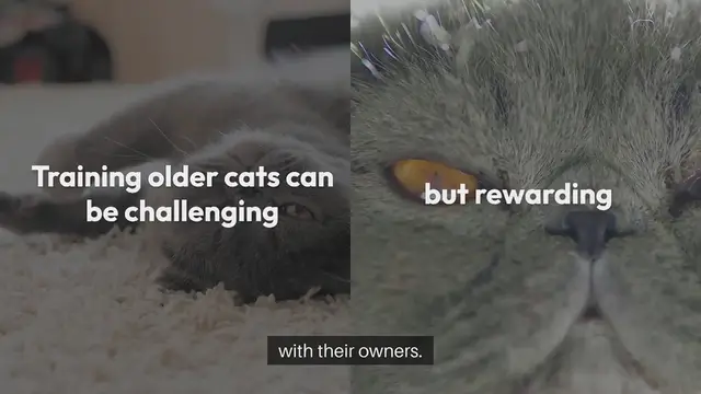 Video thumbnail for Training Older Cats