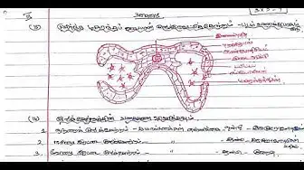 Video thumbnail for 12th Bio-Botany Quarterly Exam Answer Keys 2019-20 | Dharmapuri District | Tamil Medium