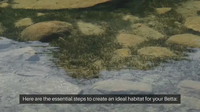 Video thumbnail for Betta Fish Tank Setup