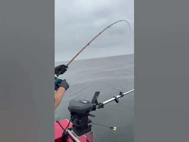 'Video thumbnail for Westport coho craziness! Hard to refuse a dime bright hatchery coho!'