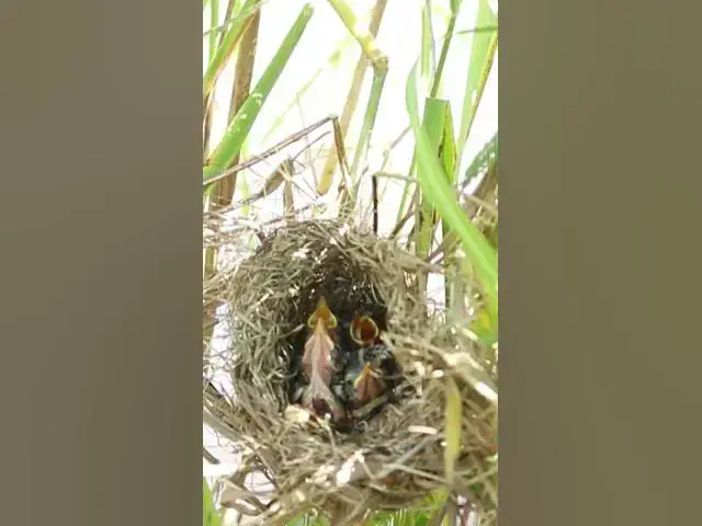 Video thumbnail for All Babies Cries Feed Food in Nest AP#013 #Feedigbirds #nature #shortvideo #viralvideo #birds #farmi