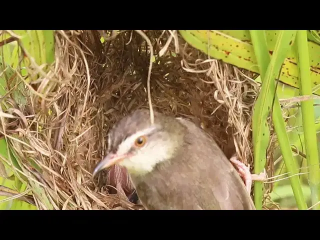 Video thumbnail for Bird Family Breakfast Buffet Adorable Chicks in Nest  @ViralBirdNest