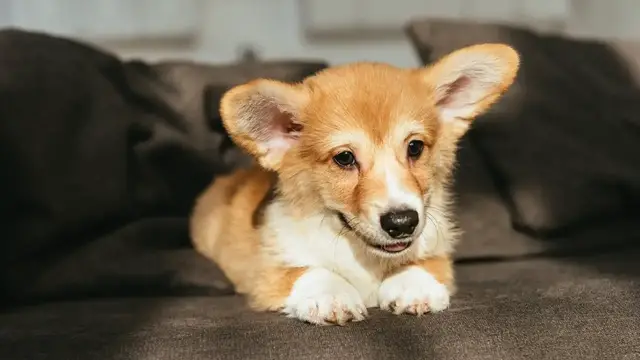 Video thumbnail for Corgi Dog Breed: Pros & Cons