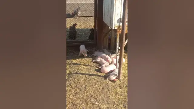 Video thumbnail for Adorable piglets😍😘🥰#shorts