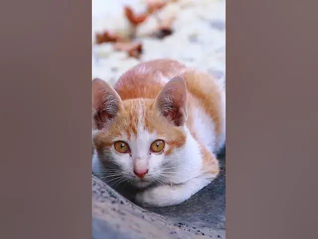 Video thumbnail for Amazing Babies Cute Cat 14   #animals#Cat #shortcat #cats #allcat #allbabiescat #viralcat