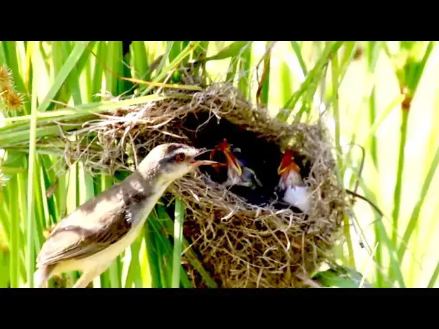 'Video thumbnail for Babie cries eat food | The nest wild on nest'