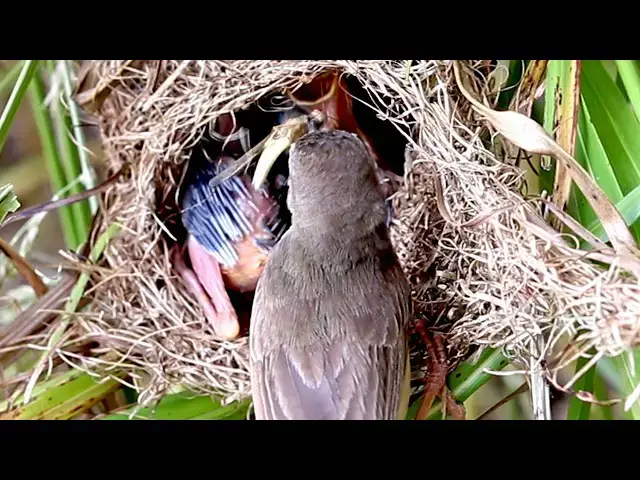 Video thumbnail for Mama Bird's Mealtime for Her Chirping Chicks