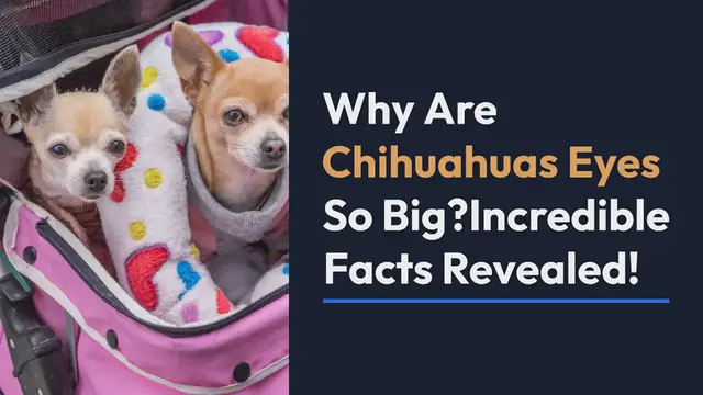 Video thumbnail for WHY ARE CHIHUAHUAS EYES SO BIG? INCREDIBLE FACTS REVEALED!