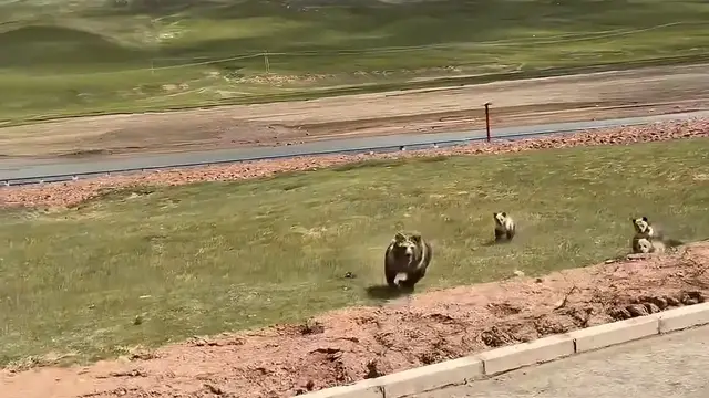 Video thumbnail for Close Encounter with Tibetan Brown Bears on Plateau Drive