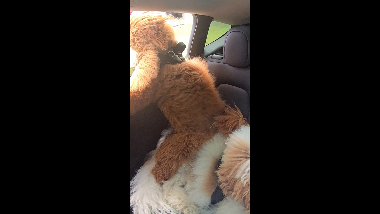 Video thumbnail for Dog Uses Sibling as Comfy Booster Seat on Car Ride