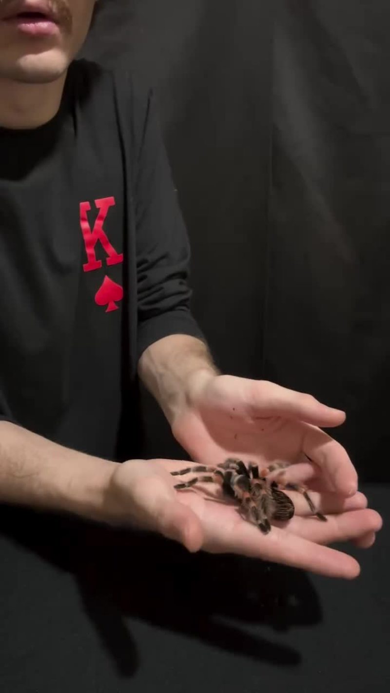 Video thumbnail for Tarantula Returns after a Shocking Smash Illusion