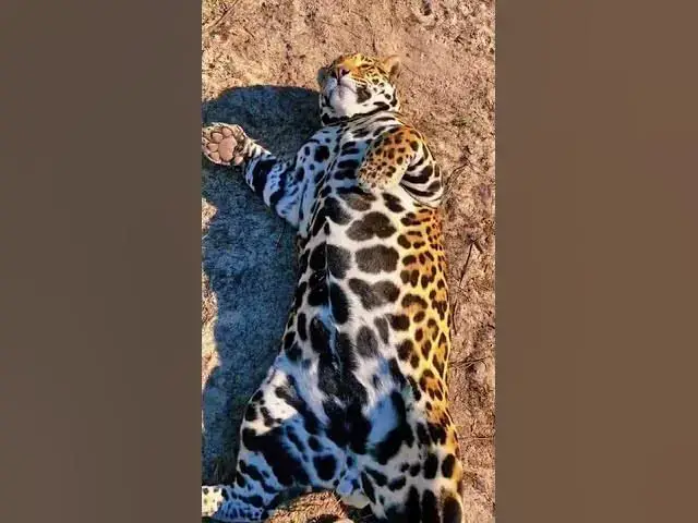 Video thumbnail for tiger relaxing #shorts