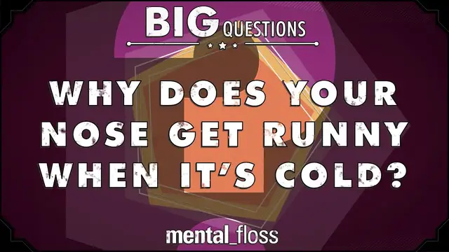 'Video thumbnail for Why does your nose get runny when it's cold? - Big Questions - (Ep. 40) | Mental Floss'